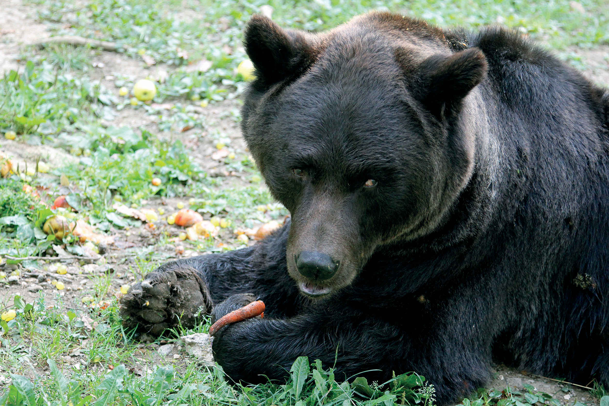 Schwarzbär frisst eine Karotte
